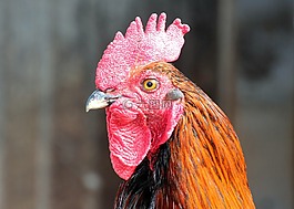 哈恩,羽毛,動物