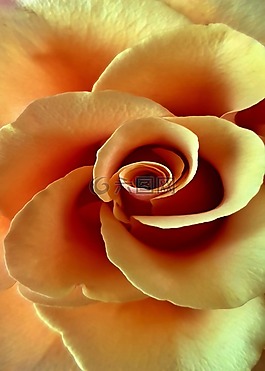 玫瑰,花,花瓣