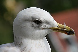 鳥,白,海鷗