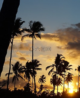 景觀(guān),椰子樹(shù),日落
