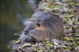 水老鼠,海貍鼠,動物