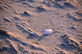 外殼,海灘,沙