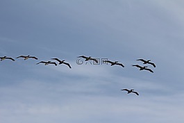 鳥,羊群,飛