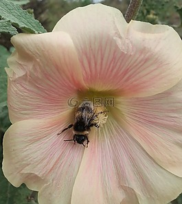 性質(zhì),花,赫梅爾