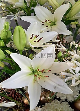 花,性質(zhì),廠