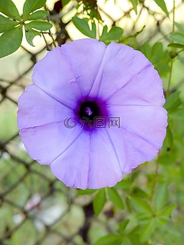 牽牛花,藍(lán)色,花
