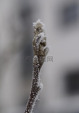 芽,冰,霜