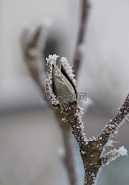 芽,冰,霜