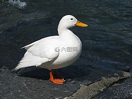 鴨,白,水禽