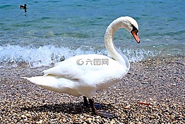 天鵝,鳥,動(dòng)物