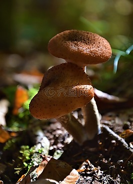 菌類,蘑菇,自然