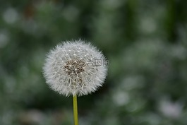 蒲公英,花,性質(zhì)
