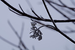 冰,冰鎮(zhèn),冬天