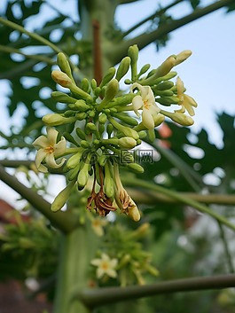 性質(zhì),廠,花