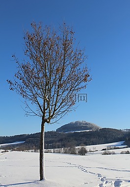 冬天,雪,樹(shù)
