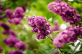 盛開,開花,植物區(qū)系