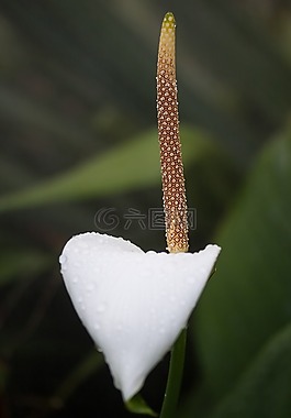 弗拉明戈花,红掌,tribus anthurieae
