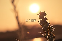 太陽,植物,鐵路軌道