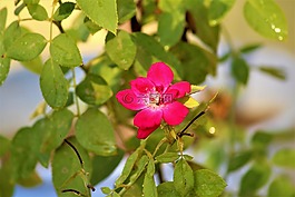 玫瑰,花,植物