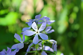 鮮花,軟,春