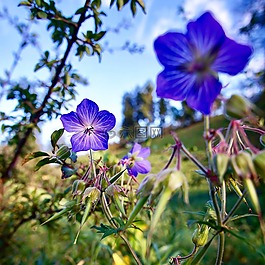 開花,性質(zhì),紫