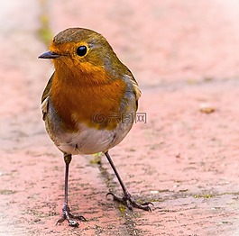 知更鳥,redbreast,鳥