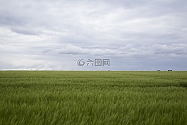 原野,景觀,出