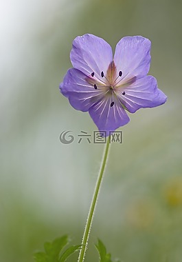 森林storchschnabel,花,宏