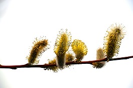 weidenkätchchen,棕榈小猫,小猫
