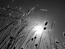 溶膠,天空,草藥
