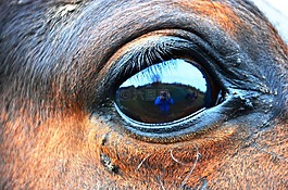 馬眼,眼,馬