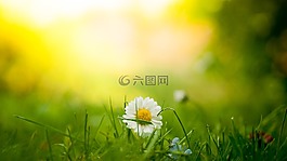 盛開,開花,雛菊