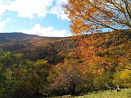 樹(shù),山,戶外