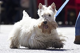 蘇格蘭,小獵犬,狗