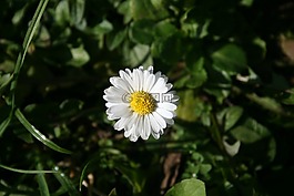雛菊,花,白