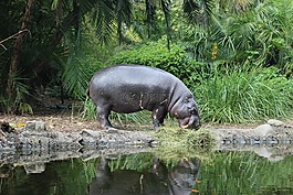 河馬,動物園,動物