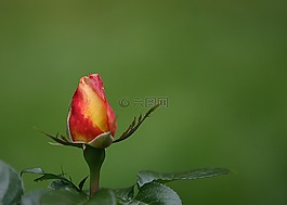 花,開花,芽