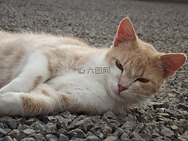 猫,鲁迪,动物
