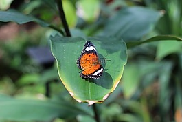 蝴蝶,動物園,昆蟲