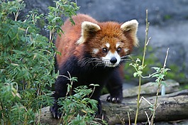 小熊貓,動(dòng)物園,動(dòng)物