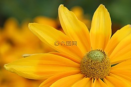 太陽帽子,開花,黃色