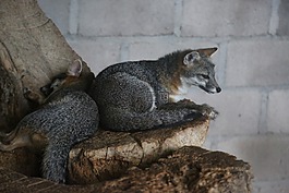 動物,狐貍,洪都拉斯