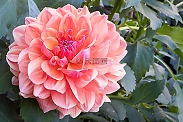 嬌琴紗,開花,花