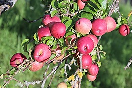 蘋果,水果,健康