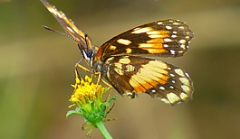 蝴蝶,花粉,花