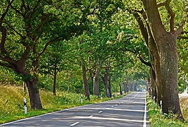 爾根,大道,路