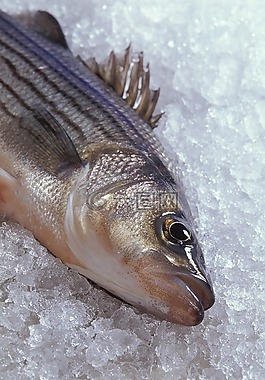雜交條紋鱸,魚,食品