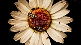 花,bug,昆蟲