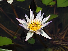 池子,紫色,睡蓮