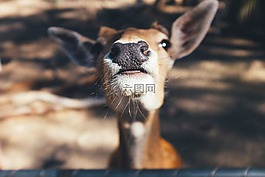 動物,鼻子,好奇